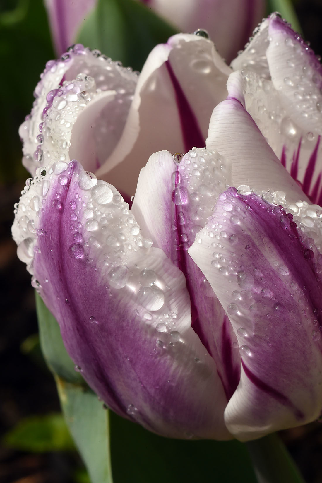 First Day of Spring